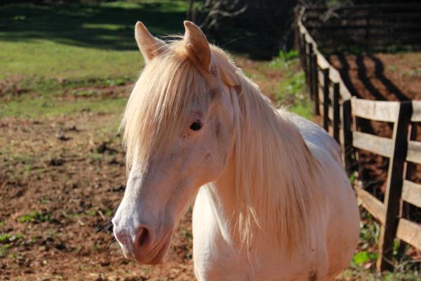 /Images/uploads/Save the horses/sthcalendar2018/entries/6336thumb.jpg